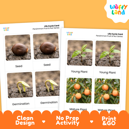 Persimmon Life Cycle Flashcard 3 Part Card Montessori Printable Activity