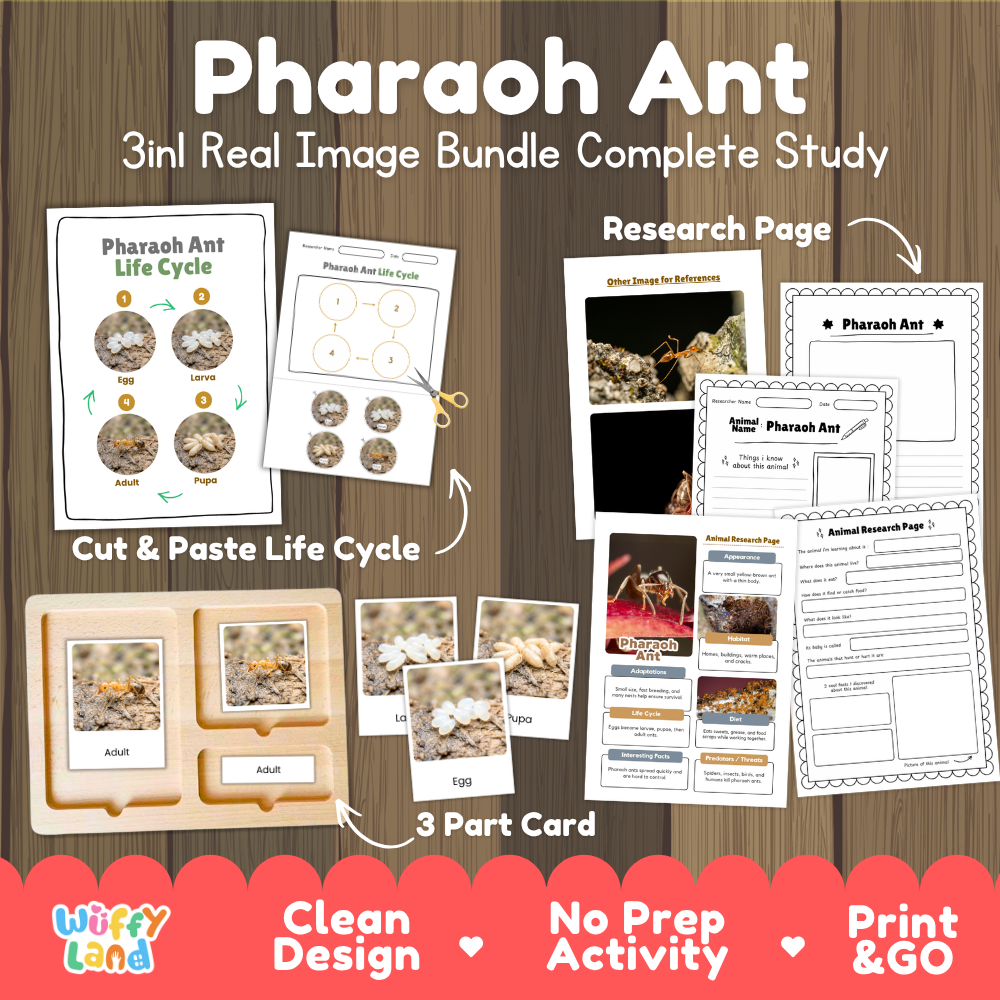 Pharaoh Ant 3-in-1 real image bundle complete study cover showing cut and paste life cycle, 3 part cards, and research pages