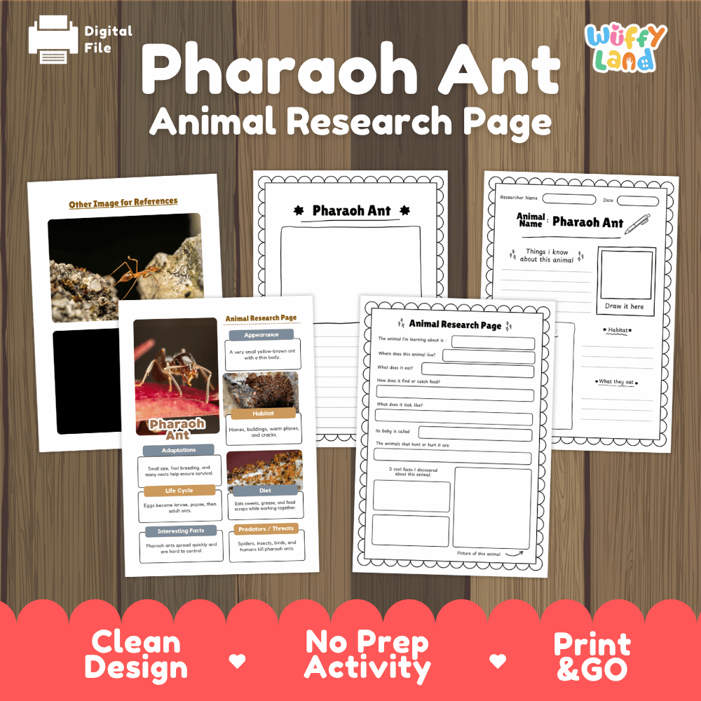 Pharaoh Ant Animal Research Worksheets and Informational Fact Sheets