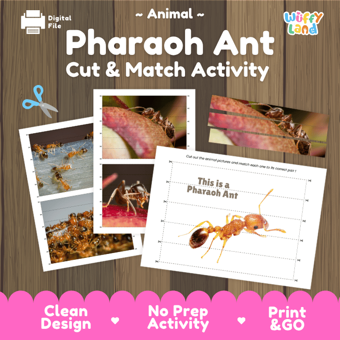 Pharaoh Ant Cut and Match Activity Printables Worksheets