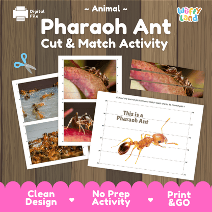 Pharaoh Ant Cut and Match Activity Printables Worksheets