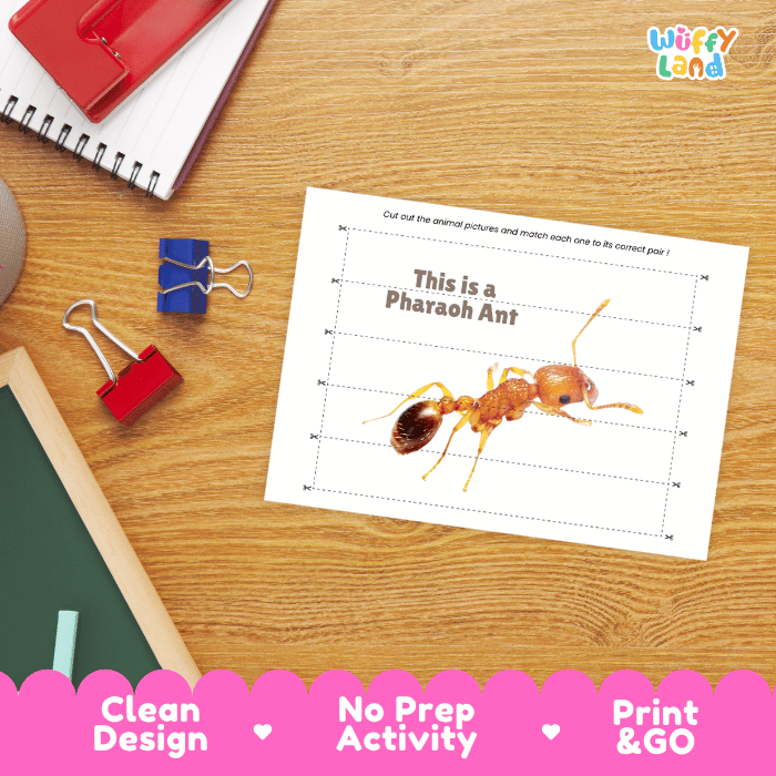 Pharaoh Ant Cut and Match Activity Printables Worksheets