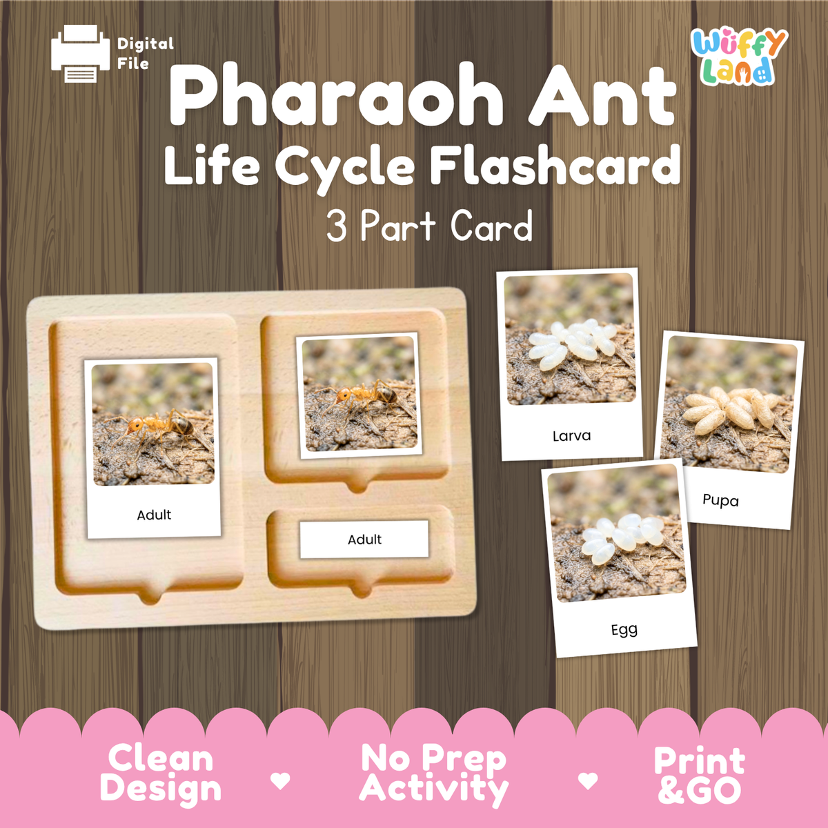 Pharaoh Ant Life Cycle Flashcard 3 Part Cards Science Activity Printable