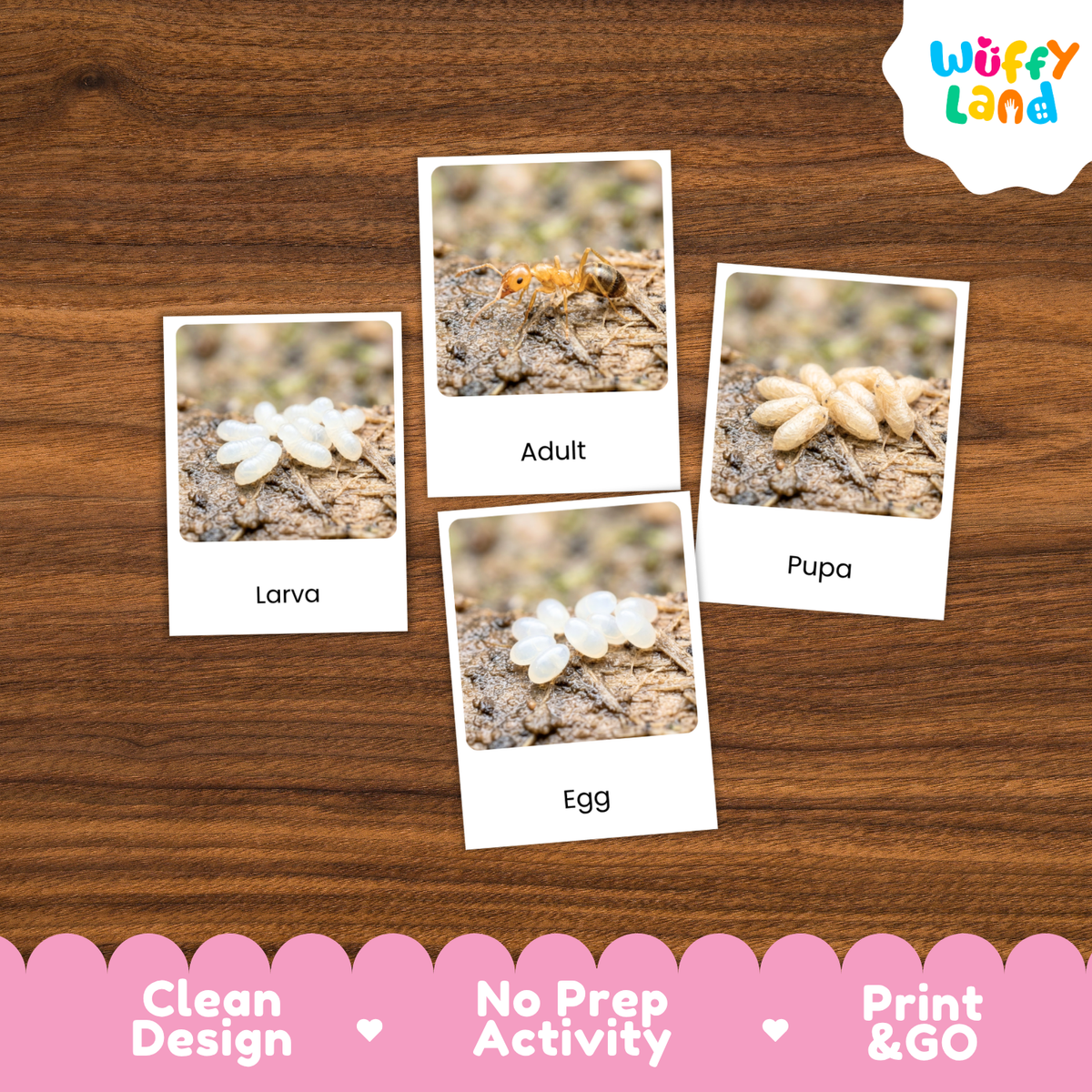 Pharaoh Ant Life Cycle Flashcard 3 Part Cards Science Activity Printable