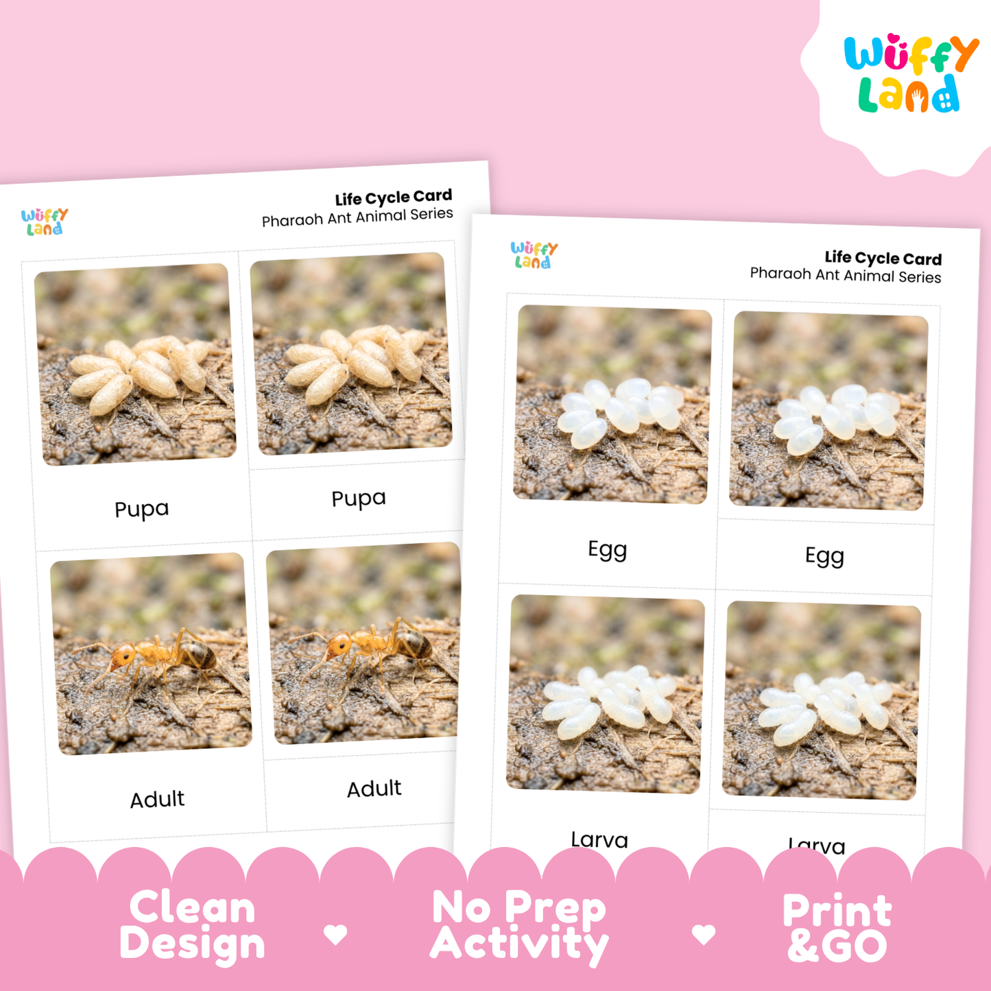 Pharaoh Ant Life Cycle Flashcard 3 Part Cards Science Activity Printable