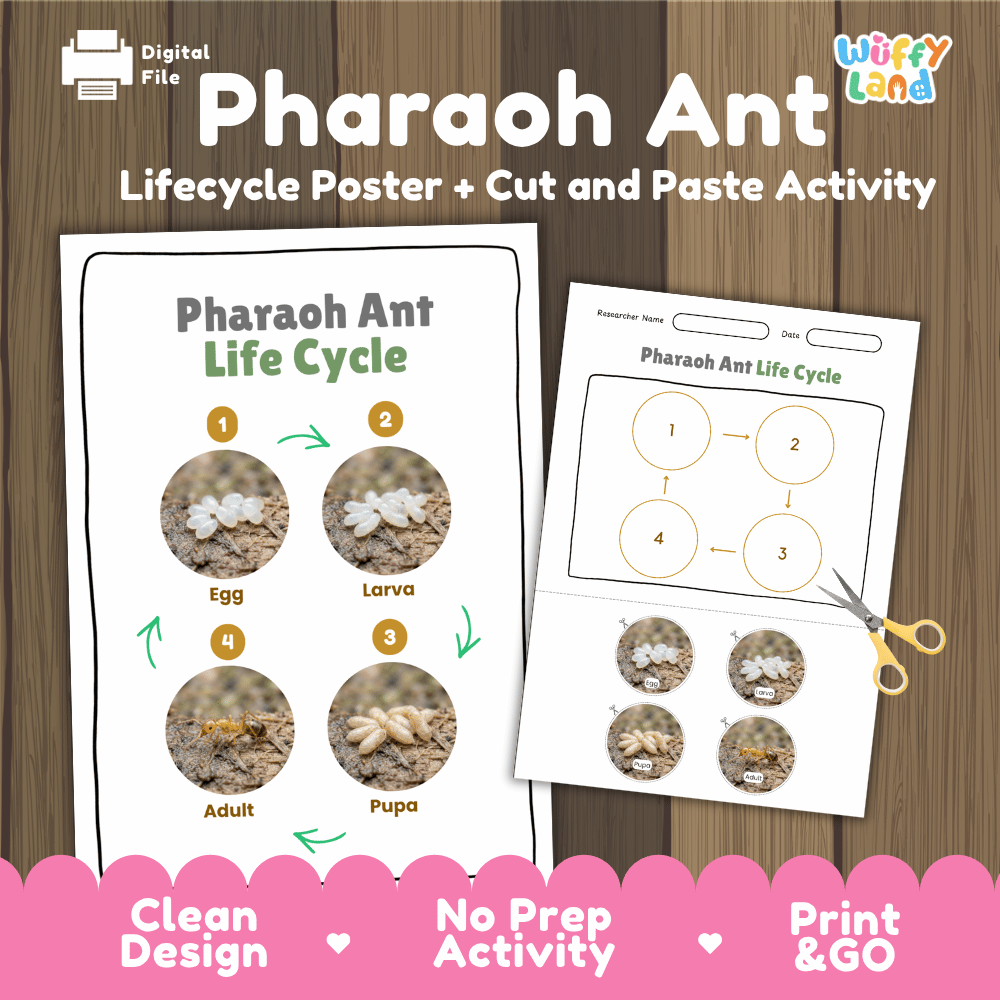 Pharaoh Ant Life Cycle Poster and Cut and Paste Activity Worksheets