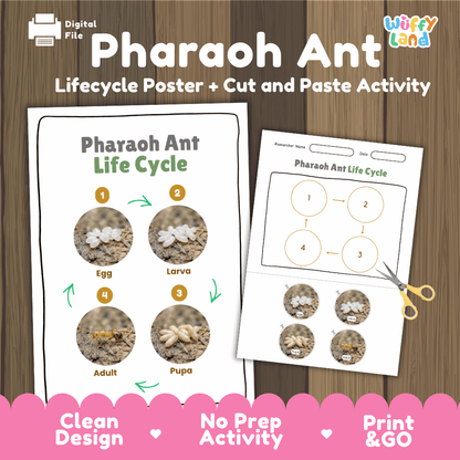 Pharaoh Ant Life Cycle Poster and Cut and Paste Activity Worksheets