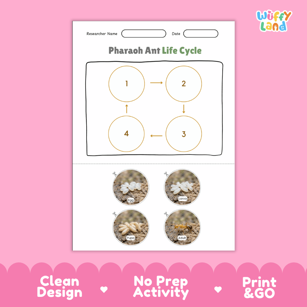 Pharaoh Ant Life Cycle Poster and Cut and Paste Activity Worksheets