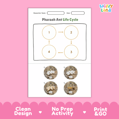 Pharaoh Ant Life Cycle Poster and Cut and Paste Activity Worksheets