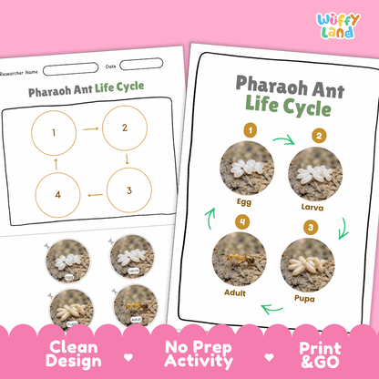 Pharaoh Ant Life Cycle Poster and Cut and Paste Activity Worksheets