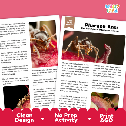 Educational activity sheet about Pharaoh Ants from Wiffly Land, featuring text panels, a small color-coded word bank, and a small inset photo of ants. The sheet has a clean white background with colorful headers and footer badges reading 'Clean Design', 'No Prep Activity', and 'Print & Go'.