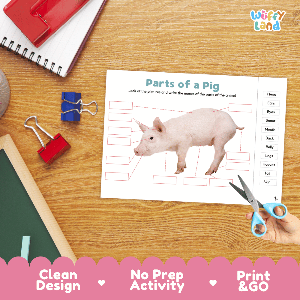 Differentiated pig body parts labeling worksheets featuring fill-in write-in boxes and vocabulary word bank