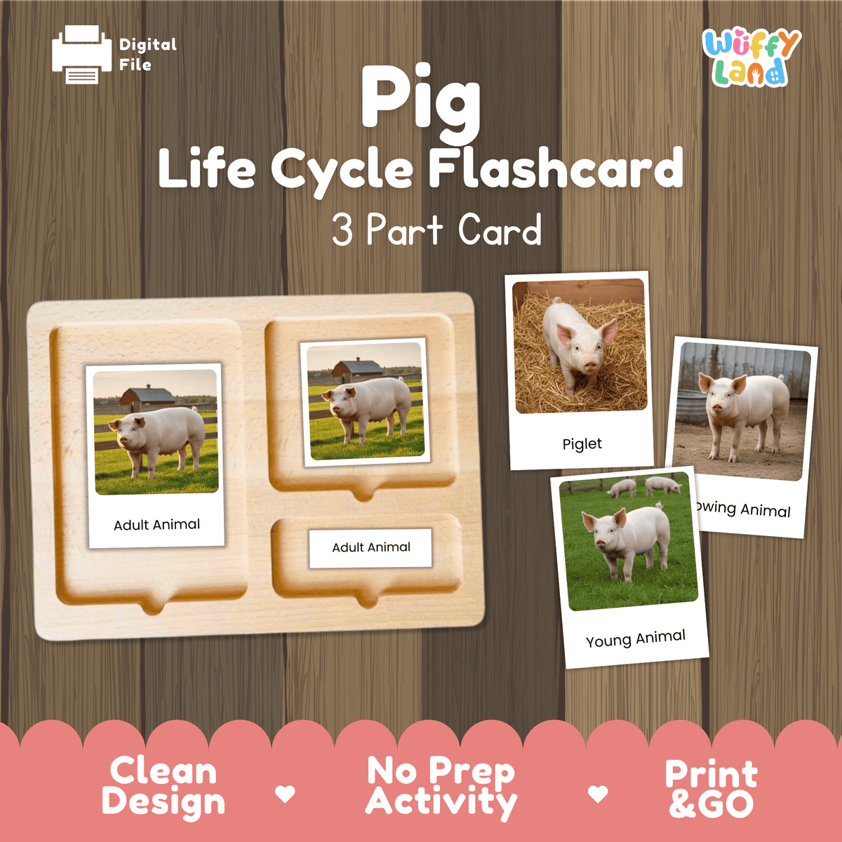 Montessori 3-part photo cards for pig life cycle shown on wooden tray paired with animal research report worksheets and reference photo page