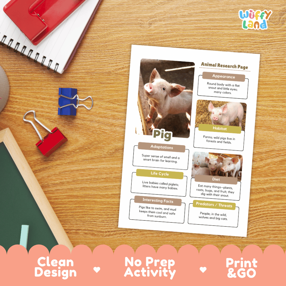 An educational animal research page about a pig, printed on a white sheet and placed on a wooden desk with school supplies. The page includes photos of a pig, labeled sections such as appearance, habitat, adaptations, life cycle, diet, and interesting facts.