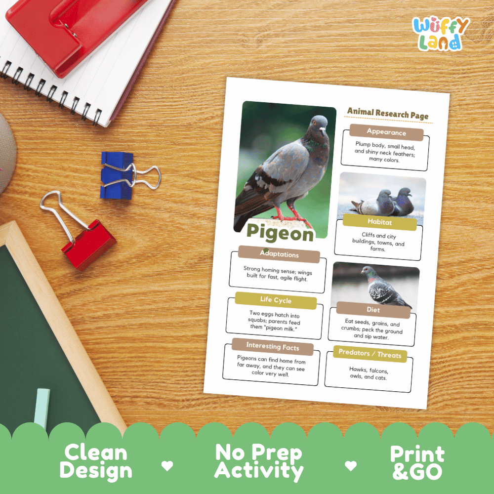 A printed animal research page about pigeons is laid on a wooden desk with school supplies around it. The page includes a large pigeon photo, labeled sections for appearance, habitat, adaptations, life cycle, diet, interesting facts, and predators, plus the Wiffly Land logo in the top right corner.