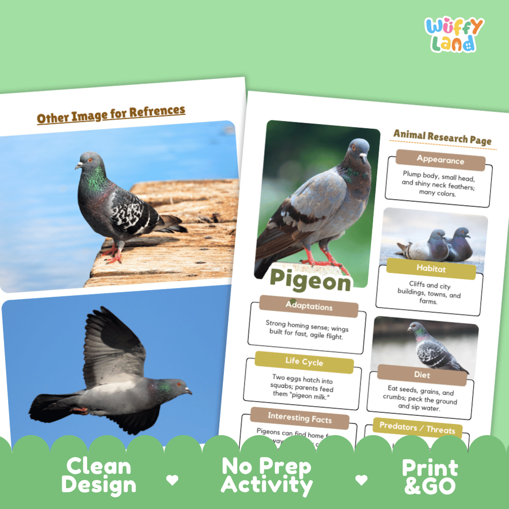Educational bird activity poster set from Wiffy Land, featuring a Pigeon research page with labeled sections for appearance, habitat, adaptations, life cycle, diet, and interesting facts, alongside a reference image of a pigeon. The product is shown on a light green background with promotional text reading 'Clean Design', 'No Prep Activity', and 'Print & GO'.
