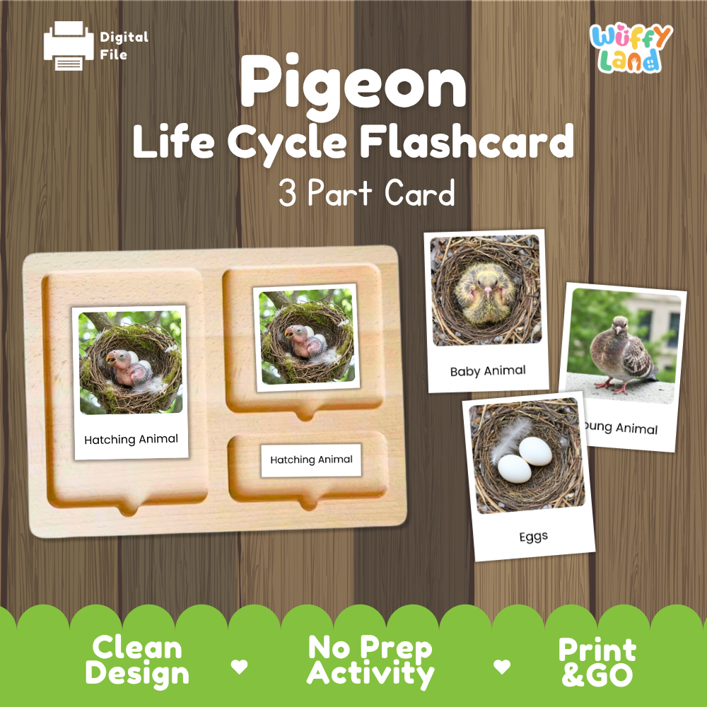 Pigeon Life Cycle Flashcard set by Wiffy Land, featuring a 3-part wooden card tray and sample cards showing hatching animal stages, on a wood-grain background with green promotional banner at the bottom.