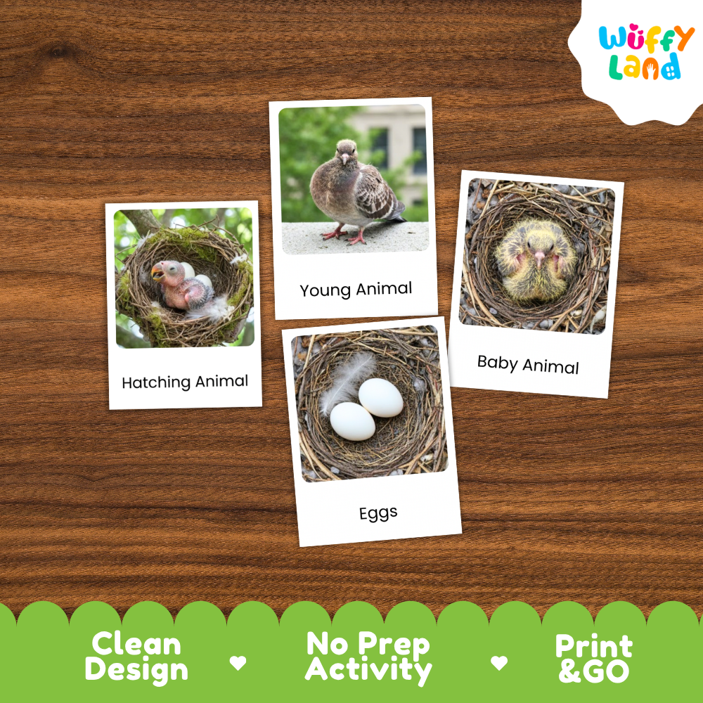 Four educational activity cards about animals in nests and eggs arranged on a brown wood-grain background. The cards are labeled 'Hatching Animal', 'Young Animal', 'Baby Animal', and 'Eggs'.