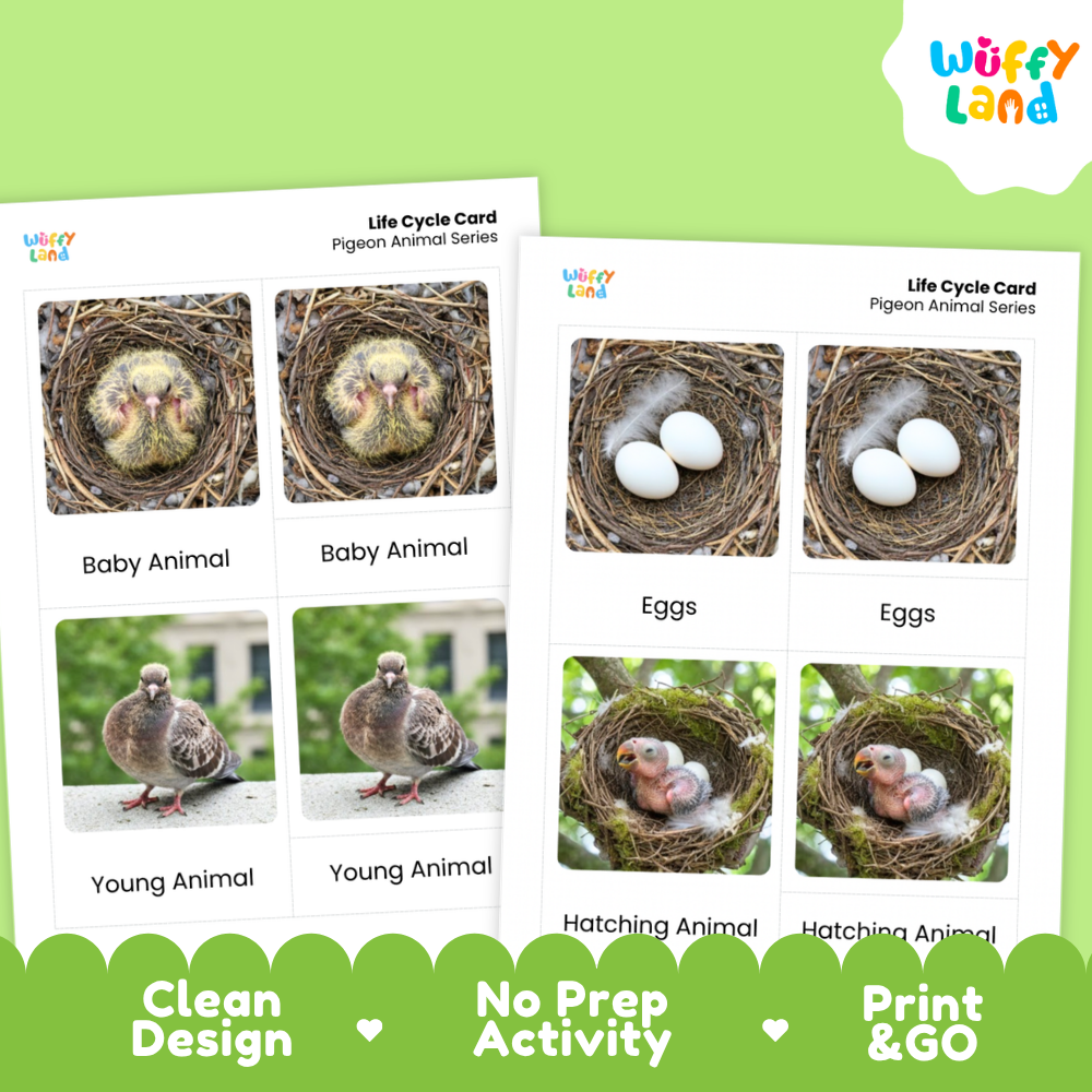 Two printed life cycle cards for pigeon animals shown on a bright green background. The cards show labeled photos of baby animals, eggs, and hatching animals, with the Wiffy Land logo in the top right corner.