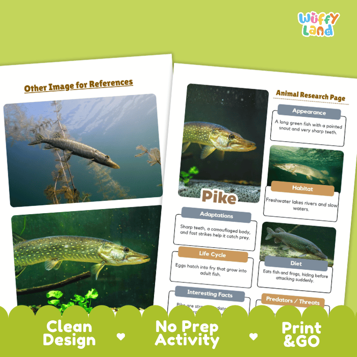 Pike Animal Research Worksheets and Informational Fact Sheets