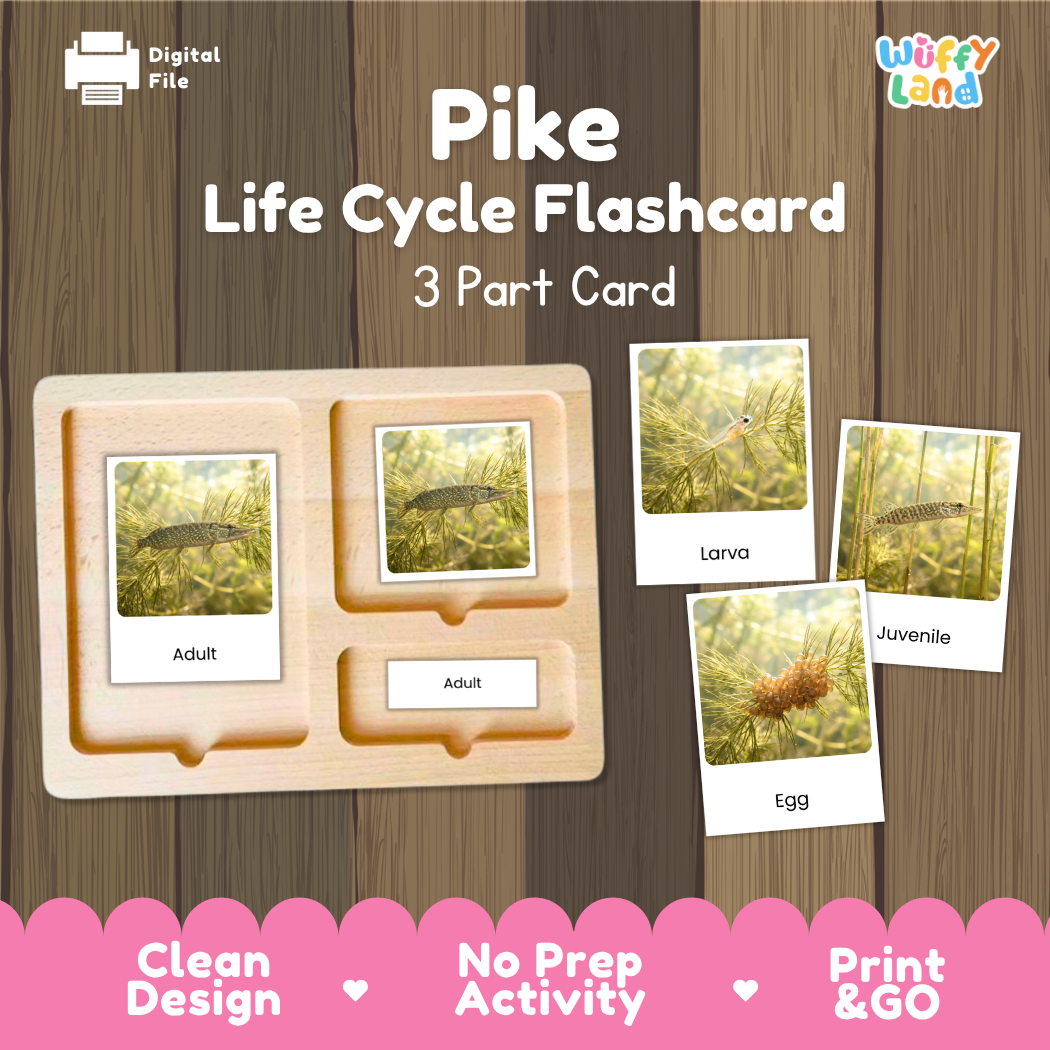 Pike Life Cycle Flashcards 3 Part Cards Montessori Science Printable