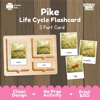 Pike Life Cycle Flashcards 3 Part Cards Montessori Science Printable