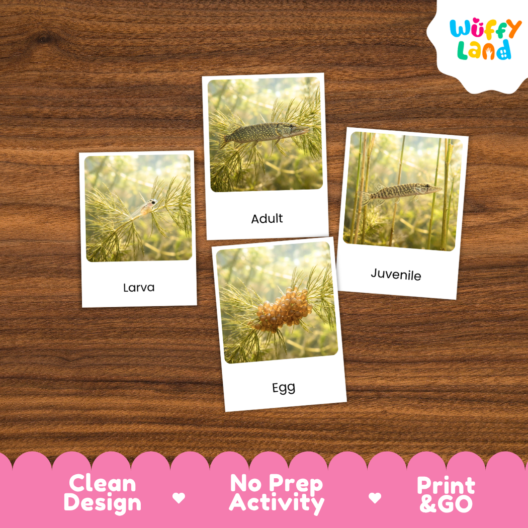 Pike Life Cycle Flashcards 3 Part Cards Montessori Science Printable