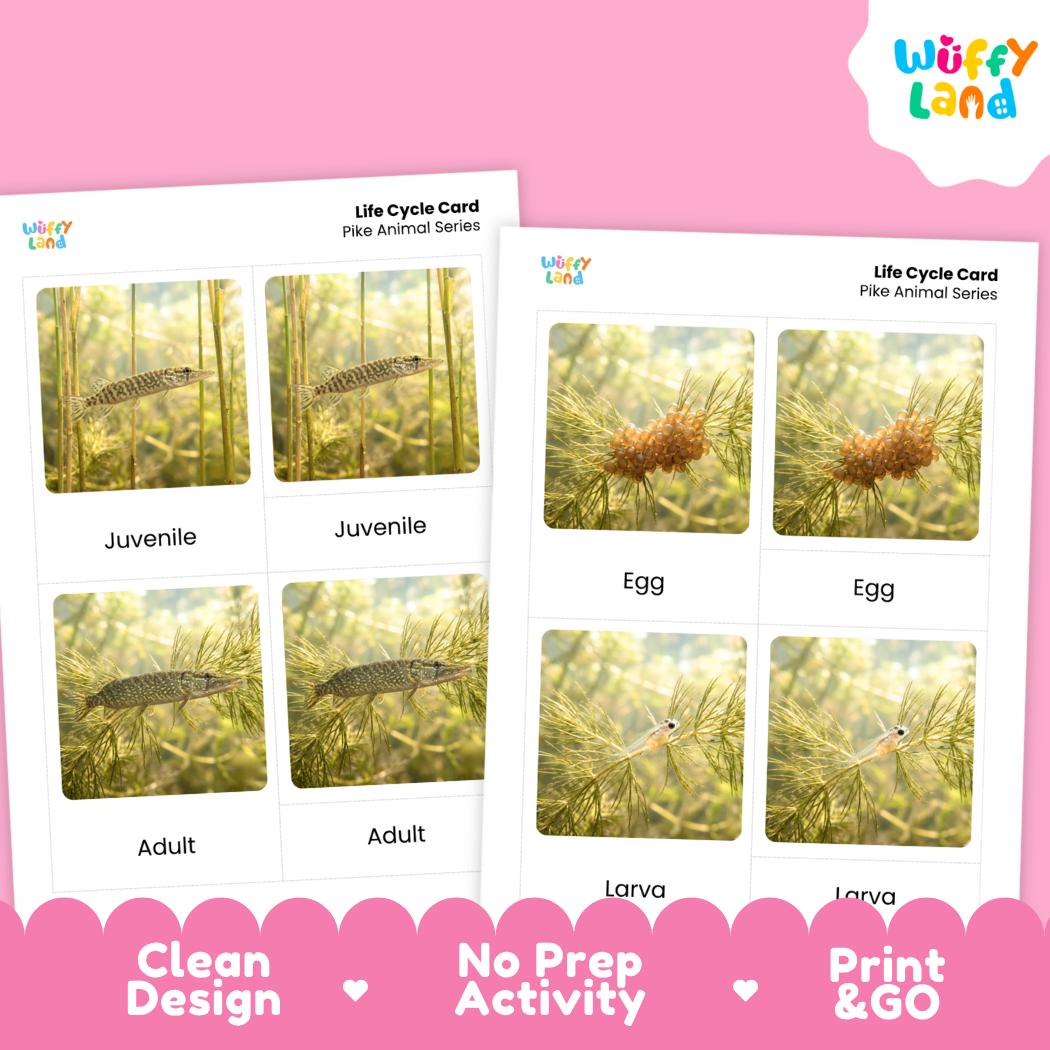 Pike Life Cycle Flashcards 3 Part Cards Montessori Science Printable