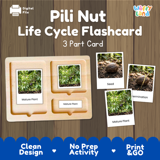 Montessori three-part cards featuring real photographs of pili nut growth stages including mature plant, young plant, and germination 🗂️🏷️