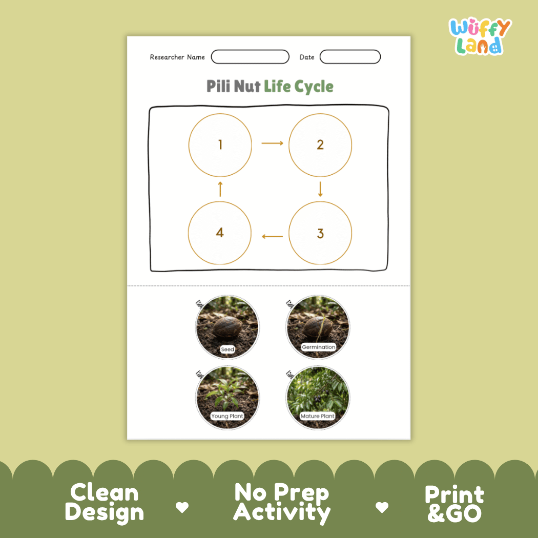 Pili Nut Life Cycle Poster and Cut and Paste Activity Worksheets