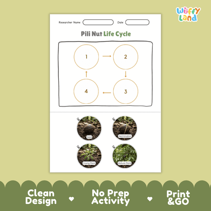 Pili Nut Life Cycle Poster and Cut and Paste Activity Worksheets