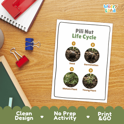 Pili Nut Life Cycle Poster and Cut and Paste Activity Worksheets