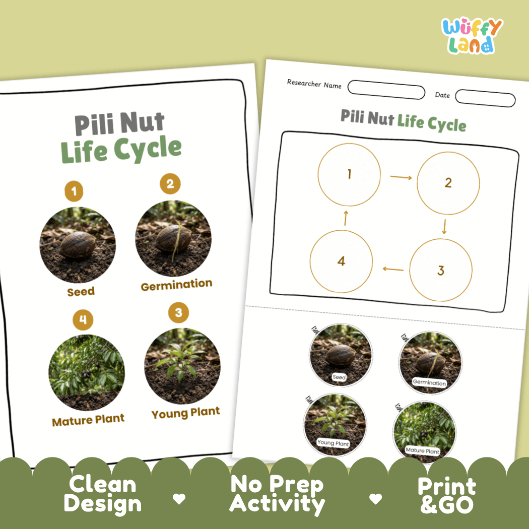 Pili Nut Life Cycle Poster and Cut and Paste Activity Worksheets