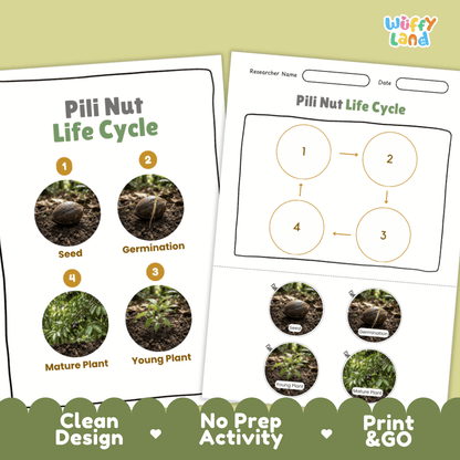 Pili Nut Life Cycle Poster and Cut and Paste Activity Worksheets