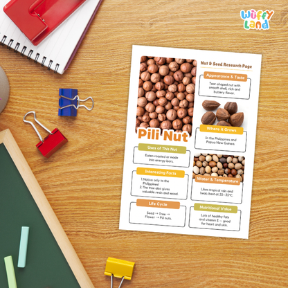 A printed educational poster about 'Nut B Seed Research Page' and 'Pill Nut' lies on a wooden desk, surrounded by school supplies including a red notebook, blue and red binder clips, chalk, and a green board. The poster features a large photo of brown cashews and text boxes with facts about cashews.