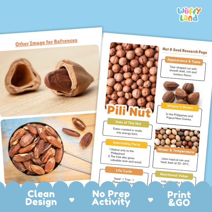 A promotional graphic for a 'Nut & Seed Research Page' activity sheet from 'Wiffy Land'. The sheet features a colorful layout with photos of various nuts (including pilly nut, cashews, and almonds) and text sections about appearance, taste, where it grows, and uses.
