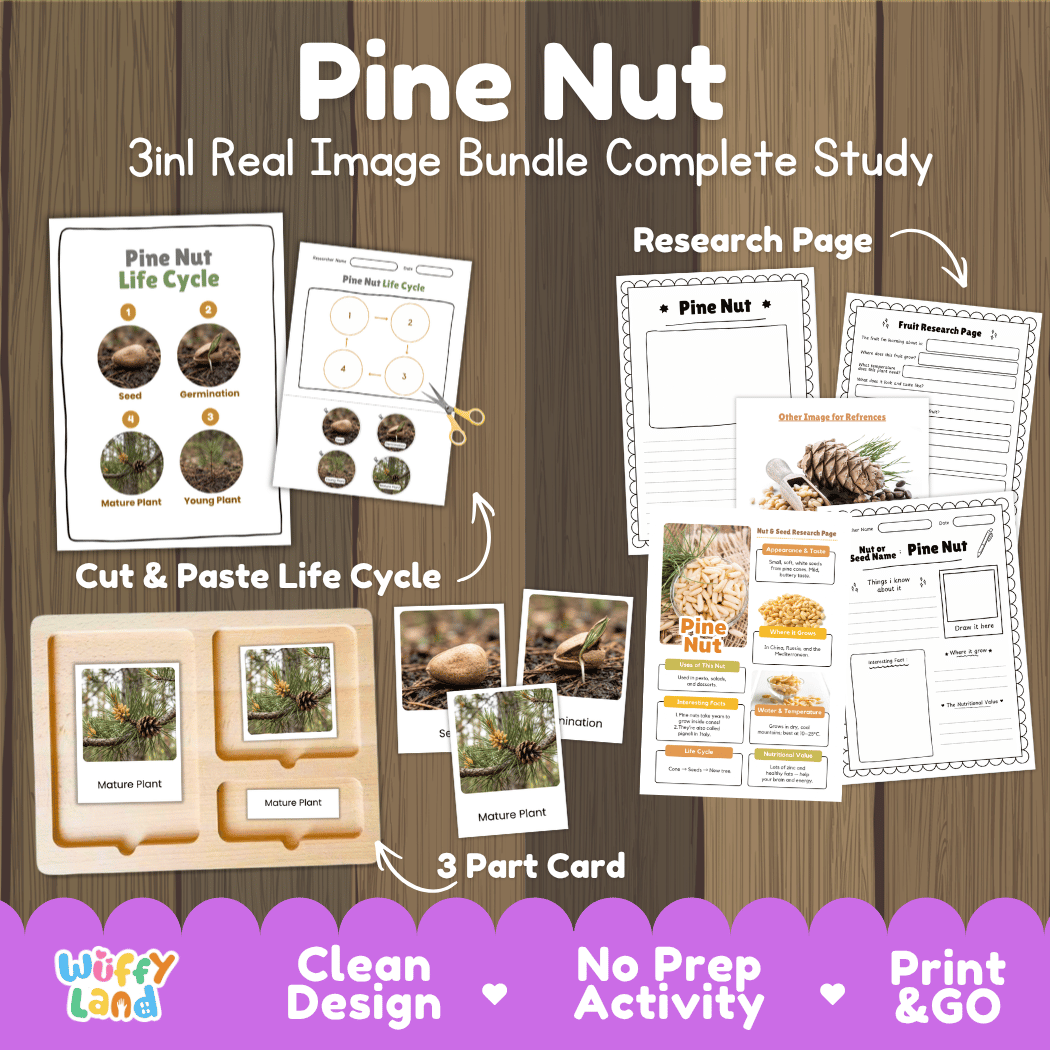 Complete Pine Nut 3-in-1 real image study bundle featuring cut and paste worksheets, Montessori 3-part cards, and research pages 🌲🌱