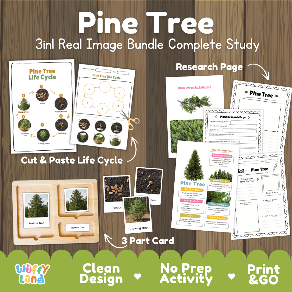 Pine tree 3in1 real image bundle complete study printable featuring life cycle cut and paste worksheets, Montessori 3-part cards, and research pages