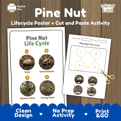 Pine Nut Life Cycle Poster and Cut and Paste Activity Worksheets