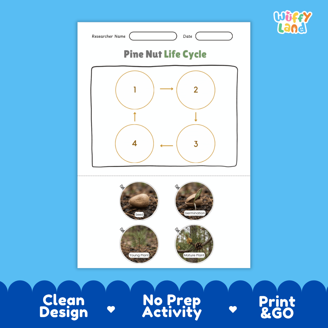 Pine Nut Life Cycle Poster and Cut and Paste Activity Worksheets
