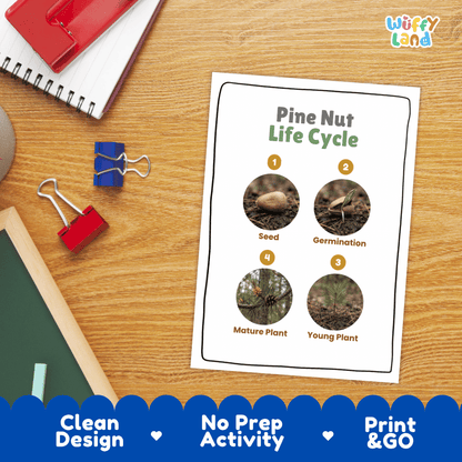 Pine Nut Life Cycle Poster and Cut and Paste Activity Worksheets