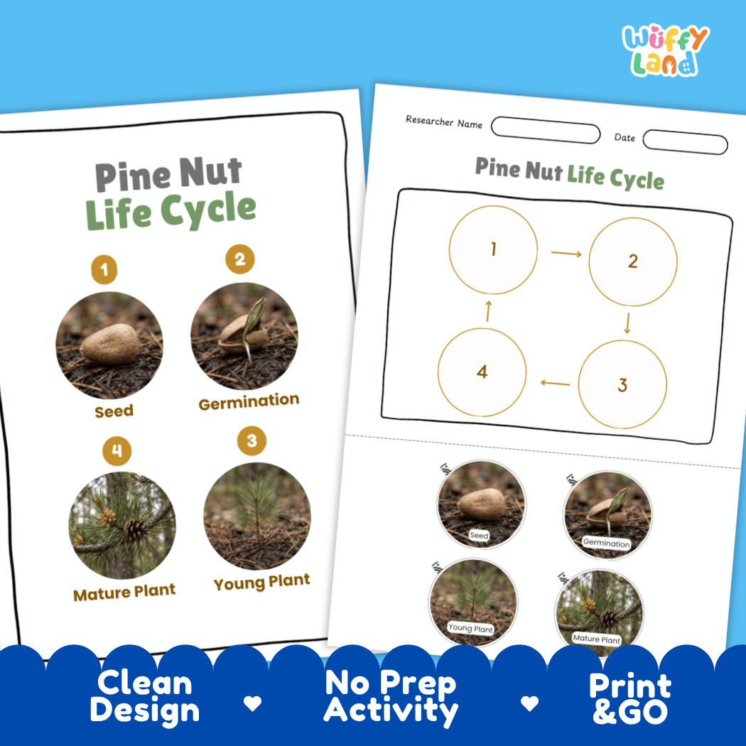 Pine Nut Life Cycle Poster and Cut and Paste Activity Worksheets