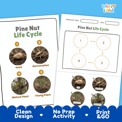 Pine Nut Life Cycle Poster and Cut and Paste Activity Worksheets