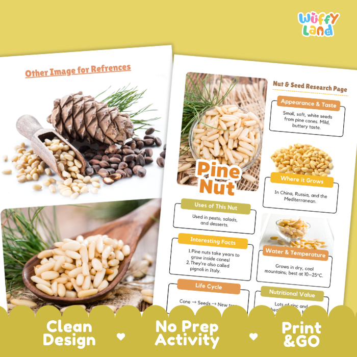 Pine Nut Nut and Seed Research Page Worksheets