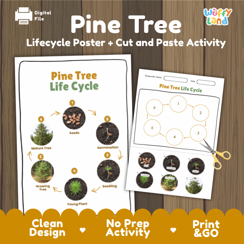 Pine Tree Lifecycle Poster and Cut and Paste Activity Worksheets | Plant Science Printables