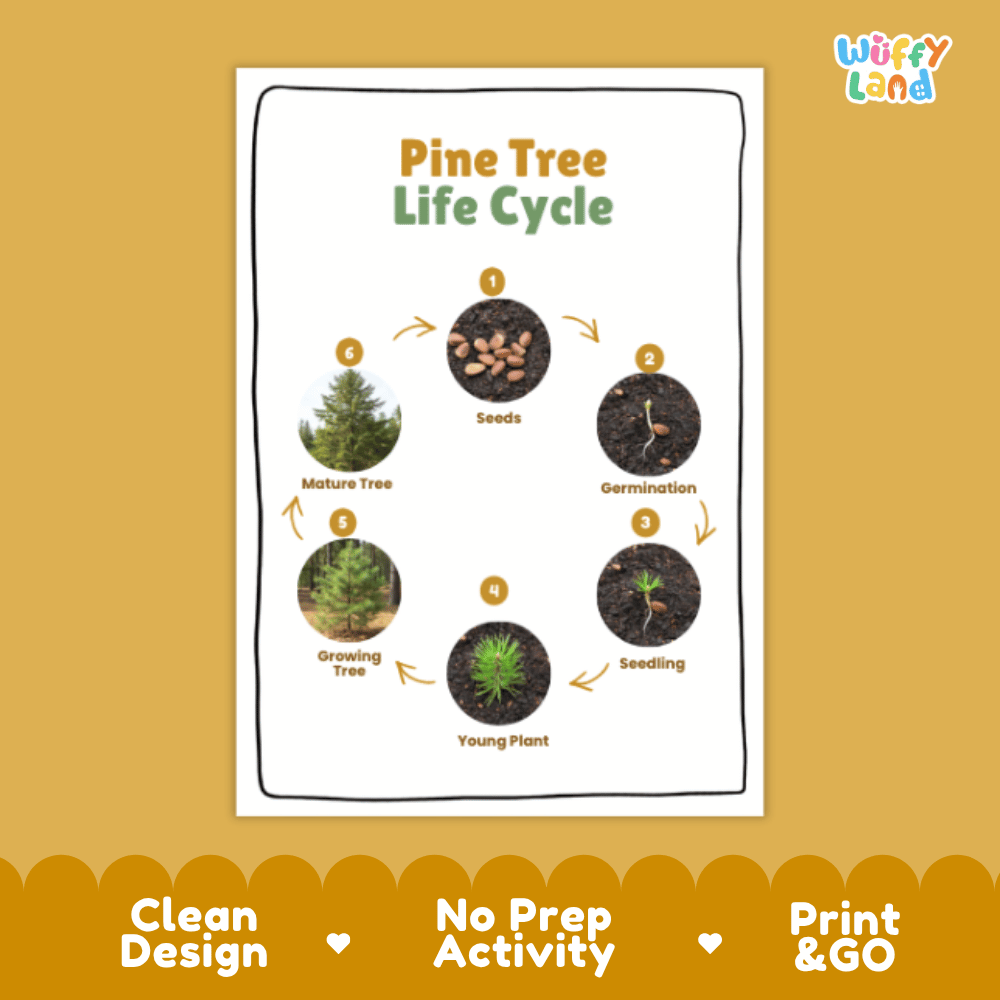 Pine Tree Lifecycle Poster and Cut and Paste Activity Worksheets | Plant Science Printables