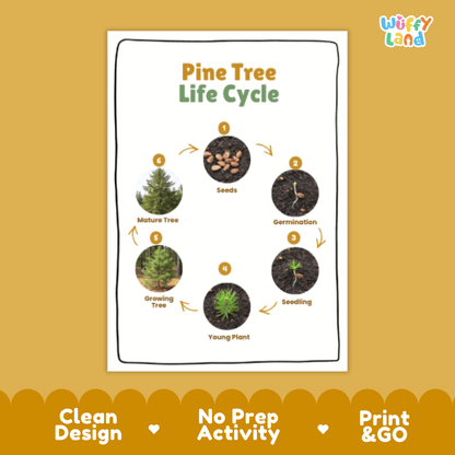 Pine Tree Lifecycle Poster and Cut and Paste Activity Worksheets | Plant Science Printables
