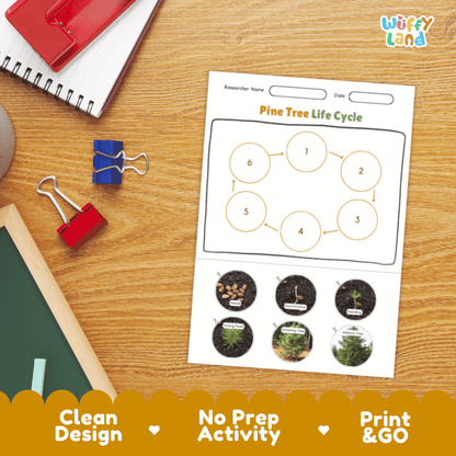Pine Tree Lifecycle Poster and Cut and Paste Activity Worksheets | Plant Science Printables