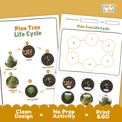 Pine Tree Lifecycle Poster and Cut and Paste Activity Worksheets | Plant Science Printables