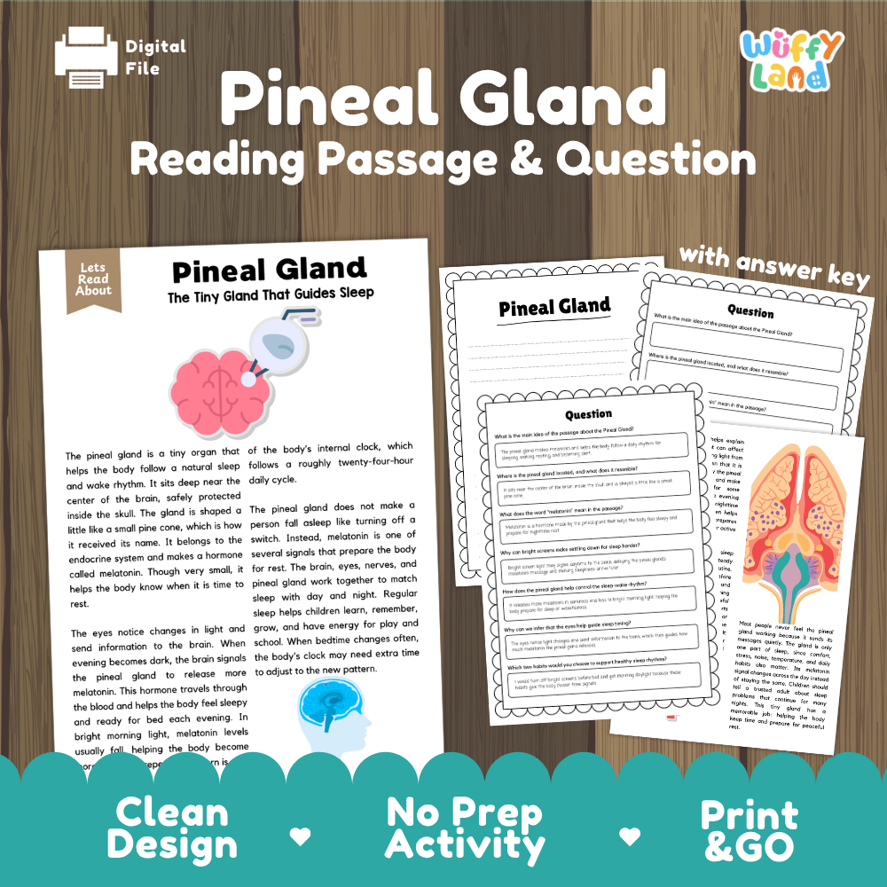 Pineal gland reading comprehension passage and questions printable activity pack with answer key for elementary students